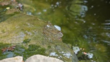 Bahçede fıskiyeli ve altın balıklı dekoratif gölet