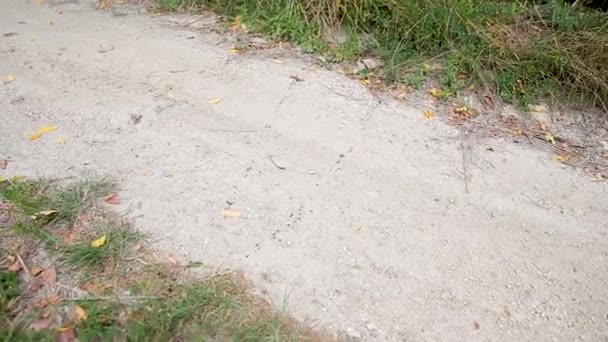 许多蚂蚁在人行道上一排排地游荡 全高清 — 图库视频影像