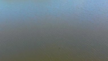 Havadan ateş etme. Orman ve çayır yakınındaki gölün üzerinden uçuş quadcopter'dan alındı. 4k