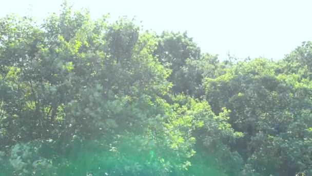 Solen Skiner Genom Bladen Quadcopter Skytte Flygfotografering — Stockvideo