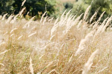 Rüzgardaki sarı çimenler. Yaz sonu..