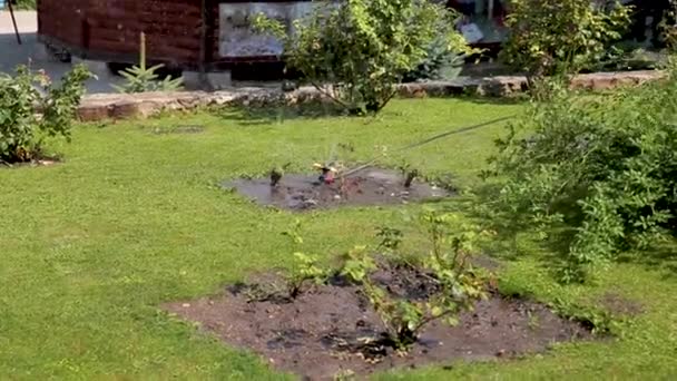 Hermoso paisaje con rociadores automáticos rociando el riego del césped en el jardín del hogar . — Vídeos de Stock