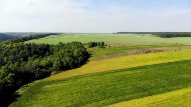 Green, orange and light brown field, forest and blue sky. Summer. — Stock Video