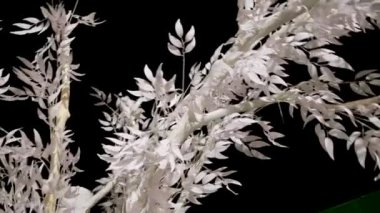 Akşamları yaprakları olan beyaz bir dalın fotoğrafı.