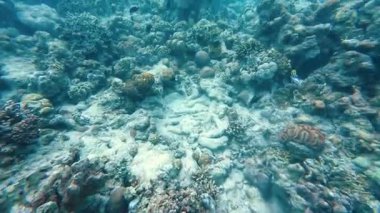 Güzel tropikal resif balığı ve mercan manzarası, Mercan Üçgeni 'nde berrak mavi sular ve biyolojik çeşitlilik, Filipinler Asya' nın seyahat ettiği vahşi yaşam. 