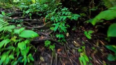 Point of view walking through thick jungle foliage pathways, in the Philippines Asia, travel backpacking hiking vacation tourism 