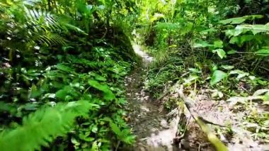 Point of view walking through thick jungle foliage pathways, in the Philippines Asia, travel backpacking hiking vacation tourism 