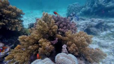 Güzel tropikal resif balığı ve mercan manzarası, Mercan Üçgeni 'nde berrak mavi sular ve biyolojik çeşitlilik, Filipinler Asya' nın seyahat ettiği vahşi yaşam. 