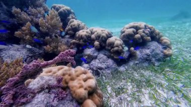 Güzel tropikal resif balığı ve mercan manzarası, Mercan Üçgeni 'nde berrak mavi sular ve biyolojik çeşitlilik, Filipinler Asya' nın seyahat ettiği vahşi yaşam. 