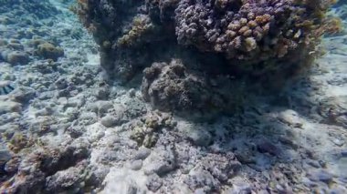 Güzel tropikal resif balığı ve mercan manzarası, Mercan Üçgeni 'nde berrak mavi sular ve biyolojik çeşitlilik, Filipinler Asya' nın seyahat ettiği vahşi yaşam. 