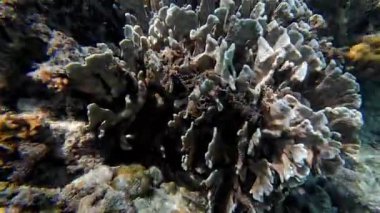 Güzel tropikal resif balığı ve mercan manzarası, Mercan Üçgeni 'nde berrak mavi sular ve biyolojik çeşitlilik, Filipinler Asya' nın seyahat ettiği vahşi yaşam. 