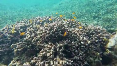 Güzel tropikal resif balığı ve mercan manzarası, Mercan Üçgeni 'nde berrak mavi sular ve biyolojik çeşitlilik, Filipinler Asya' nın seyahat ettiği vahşi yaşam. 