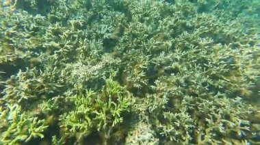 Güzel tropikal resif balığı ve mercan manzarası, Mercan Üçgeni 'nde berrak mavi sular ve biyolojik çeşitlilik, Filipinler Asya' nın seyahat ettiği vahşi yaşam. 