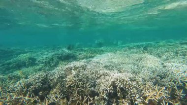 Vibrant underwater tropical coral reef in the Philippines with diverse marine life, perfect for diving, snorkeling, travel, adventure, and educational content