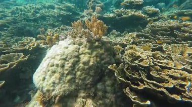 Güzel tropikal resif balığı ve mercan manzarası, Mercan Üçgeni 'nde berrak mavi sular ve biyolojik çeşitlilik, Filipinler Asya' nın seyahat ettiği vahşi yaşam. 