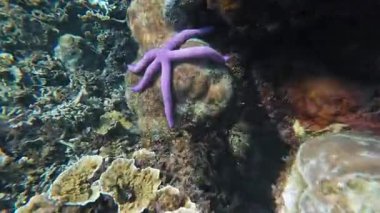 Güzel tropikal resif balığı ve mercan manzarası, Mercan Üçgeni 'nde berrak mavi sular ve biyolojik çeşitlilik, Filipinler Asya' nın seyahat ettiği vahşi yaşam. 