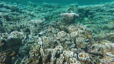 Güzel tropikal resif balığı ve mercan manzarası, Mercan Üçgeni 'nde berrak mavi sular ve biyolojik çeşitlilik, Filipinler Asya' nın seyahat ettiği vahşi yaşam. 
