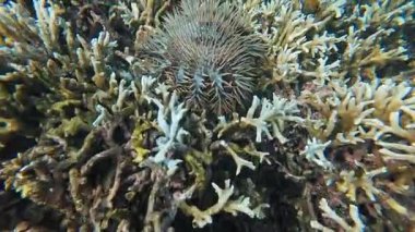 Vibrant underwater tropical coral reef in the Philippines with diverse marine life, perfect for diving, snorkeling, travel, adventure, and educational content