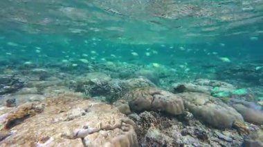Güzel tropikal resif balığı ve mercan manzarası, Mercan Üçgeni 'nde berrak mavi sular ve biyolojik çeşitlilik, Filipinler Asya' nın seyahat ettiği vahşi yaşam. 
