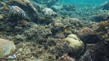 Güzel tropikal resif balığı ve mercan manzarası, Mercan Üçgeni 'nde berrak mavi sular ve biyolojik çeşitlilik, Filipinler Asya' nın seyahat ettiği vahşi yaşam. 