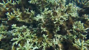 Güzel tropikal resif balığı ve mercan manzarası, Mercan Üçgeni 'nde berrak mavi sular ve biyolojik çeşitlilik, Filipinler Asya' nın seyahat ettiği vahşi yaşam. 