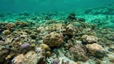 Güzel tropikal resif balığı ve mercan manzarası, Mercan Üçgeni 'nde berrak mavi sular ve biyolojik çeşitlilik, Filipinler Asya' nın seyahat ettiği vahşi yaşam. 