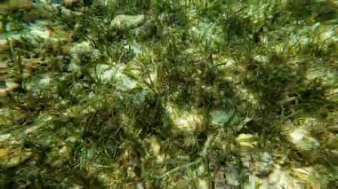 Güzel tropikal resif balığı ve mercan manzarası, Mercan Üçgeni 'nde berrak mavi sular ve biyolojik çeşitlilik, Filipinler Asya' nın seyahat ettiği vahşi yaşam. 