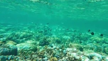 Güzel tropikal resif balığı ve mercan manzarası, Mercan Üçgeni 'nde berrak mavi sular ve biyolojik çeşitlilik, Filipinler Asya' nın seyahat ettiği vahşi yaşam. 