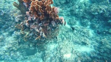 Güzel tropikal resif balığı ve mercan manzarası, Mercan Üçgeni 'nde berrak mavi sular ve biyolojik çeşitlilik, Filipinler Asya' nın seyahat ettiği vahşi yaşam. 