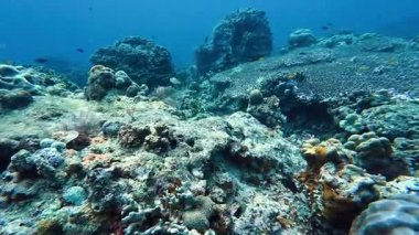 Güzel tropikal resif balığı ve mercan manzarası, Mercan Üçgeni 'nde berrak mavi sular ve biyolojik çeşitlilik, Filipinler Asya' nın seyahat ettiği vahşi yaşam. 