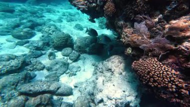 Güzel tropikal resif balığı ve mercan manzarası, Mercan Üçgeni 'nde berrak mavi sular ve biyolojik çeşitlilik, Filipinler Asya' nın seyahat ettiği vahşi yaşam. 