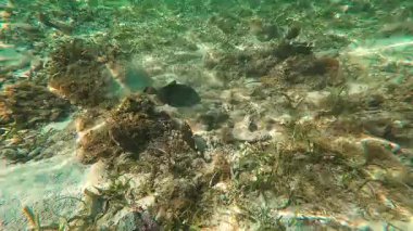 Güzel tropikal resif balığı ve mercan manzarası, Mercan Üçgeni 'nde berrak mavi sular ve biyolojik çeşitlilik, Filipinler Asya' nın seyahat ettiği vahşi yaşam. 