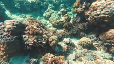 Güzel tropikal resif balığı ve mercan manzarası, Mercan Üçgeni 'nde berrak mavi sular ve biyolojik çeşitlilik, Filipinler Asya' nın seyahat ettiği vahşi yaşam. 