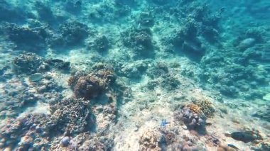 Güzel tropikal resif balığı ve mercan manzarası, Mercan Üçgeni 'nde berrak mavi sular ve biyolojik çeşitlilik, Filipinler Asya' nın seyahat ettiği vahşi yaşam. 