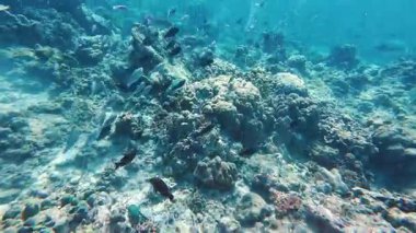Güzel tropikal resif balığı ve mercan manzarası, Mercan Üçgeni 'nde berrak mavi sular ve biyolojik çeşitlilik, Filipinler Asya' nın seyahat ettiği vahşi yaşam. 