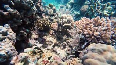 Güzel tropikal resif balığı ve mercan manzarası, Mercan Üçgeni 'nde berrak mavi sular ve biyolojik çeşitlilik, Filipinler Asya' nın seyahat ettiği vahşi yaşam. 