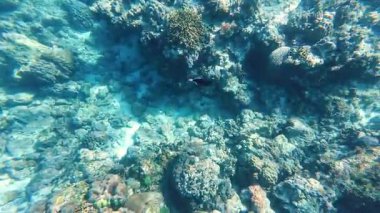 Güzel tropikal resif balığı ve mercan manzarası, Mercan Üçgeni 'nde berrak mavi sular ve biyolojik çeşitlilik, Filipinler Asya' nın seyahat ettiği vahşi yaşam. 