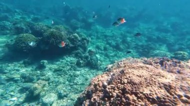 Güzel tropikal resif balığı ve mercan manzarası, Mercan Üçgeni 'nde berrak mavi sular ve biyolojik çeşitlilik, Filipinler Asya' nın seyahat ettiği vahşi yaşam. 