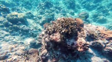 Güzel tropikal resif balığı ve mercan manzarası, Mercan Üçgeni 'nde berrak mavi sular ve biyolojik çeşitlilik, Filipinler Asya' nın seyahat ettiği vahşi yaşam. 