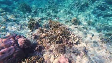 Güzel tropikal resif balığı ve mercan manzarası, Mercan Üçgeni 'nde berrak mavi sular ve biyolojik çeşitlilik, Filipinler Asya' nın seyahat ettiği vahşi yaşam. 