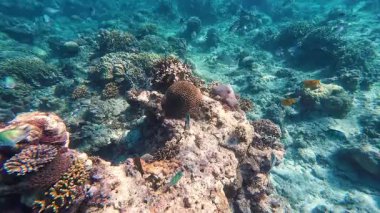 Güzel tropikal resif balığı ve mercan manzarası, Mercan Üçgeni 'nde berrak mavi sular ve biyolojik çeşitlilik, Filipinler Asya' nın seyahat ettiği vahşi yaşam. 