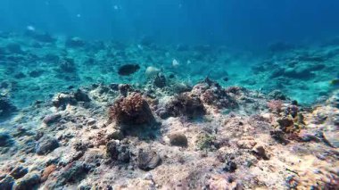 Güzel tropikal resif balığı ve mercan manzarası, Mercan Üçgeni 'nde berrak mavi sular ve biyolojik çeşitlilik, Filipinler Asya' nın seyahat ettiği vahşi yaşam. 