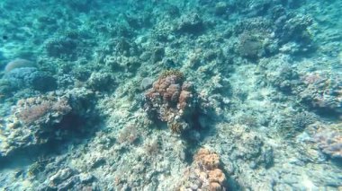 Güzel tropikal resif balığı ve mercan manzarası, Mercan Üçgeni 'nde berrak mavi sular ve biyolojik çeşitlilik, Filipinler Asya' nın seyahat ettiği vahşi yaşam. 