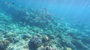 Güzel tropikal resif balığı ve mercan manzarası, Mercan Üçgeni 'nde berrak mavi sular ve biyolojik çeşitlilik, Filipinler Asya' nın seyahat ettiği vahşi yaşam. 