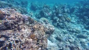 Güzel tropikal resif balığı ve mercan manzarası, Mercan Üçgeni 'nde berrak mavi sular ve biyolojik çeşitlilik, Filipinler Asya' nın seyahat ettiği vahşi yaşam. 