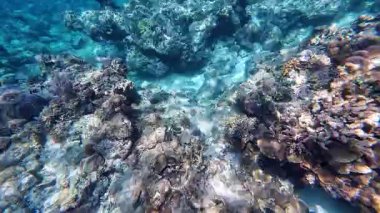Güzel tropikal resif balığı ve mercan manzarası, Mercan Üçgeni 'nde berrak mavi sular ve biyolojik çeşitlilik, Filipinler Asya' nın seyahat ettiği vahşi yaşam. 