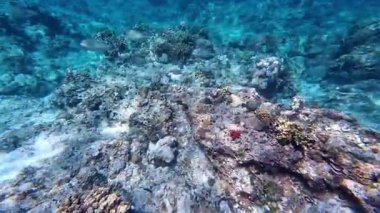 Güzel tropikal resif balığı ve mercan manzarası, Mercan Üçgeni 'nde berrak mavi sular ve biyolojik çeşitlilik, Filipinler Asya' nın seyahat ettiği vahşi yaşam. 