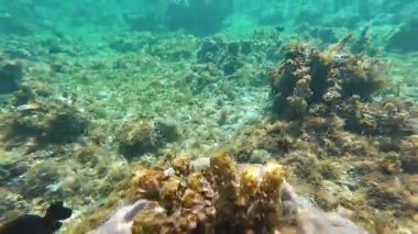 Güzel tropikal resif balığı ve mercan manzarası, Mercan Üçgeni 'nde berrak mavi sular ve biyolojik çeşitlilik, Filipinler Asya' nın seyahat ettiği vahşi yaşam. 