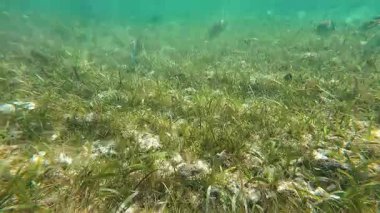 Güzel tropikal resif balığı ve mercan manzarası, Mercan Üçgeni 'nde berrak mavi sular ve biyolojik çeşitlilik, Filipinler Asya' nın seyahat ettiği vahşi yaşam. 