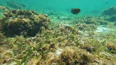 Güzel tropikal resif balığı ve mercan manzarası, Mercan Üçgeni 'nde berrak mavi sular ve biyolojik çeşitlilik, Filipinler Asya' nın seyahat ettiği vahşi yaşam. 